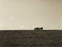 Schafe auf dem Deich  Pentax 645N, 2.8/75, Gelbfilter, Ilford Delta 100@64 - 01.09.2018 -