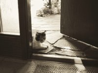 Zuhause - Lilly an der Haustür  Pentax K-1, smc PENTAX-FA 31mm F1.8 AL Limited  - 04.August 2018 - : Haustür, Katze, Katzen, Lilly