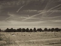 Vertrocknete Weiden  Pentax K-1, smc PENTAX-FA 31mm F1.8 AL Limited  - 04.August 2018 - : Himmel, Kühe, Landschaft, Landwirtschaft, Sendemast, Weide