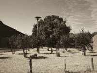 Storch und Schafe in der Morgenhitze  Pentax K-1, smc PENTAX-FA 31mm F1.8 AL Limited  - 04.August 2018 - : Bauernhaus, Landwirtschaft, Schafe, Storch, Storchennest, Weidenzaun