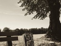 Bank mit Graffitibegleitung  Pentax K-1, smc PENTAX-FA 31mm F1.8 AL Limited  - 04.August 2018 - : Abfalleimer, Bank, Baum, Graffiti, Licht und Schatten