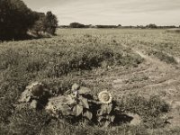 Die Sonnenblumen trotzen der Hitze  Pentax K-1, smc PENTAX-FA 31mm F1.8 AL Limited  - 04.August 2018 - : Felder, Himmel, Landschaft, Landwirtschaft, Sonnenblume