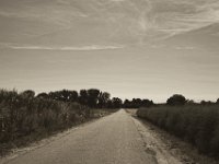 Maisfeld und Spargelfeld  Pentax K-1, smc PENTAX-FA 31mm F1.8 AL Limited  - 04.August 2018 - : Himmel, Maisfeld, Spargel, Straße