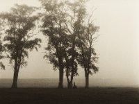 Bäume und Vögel im Morgennebel  Pentax 645N, 2.8/75, Gelbfilter, Fuji Acros 100@50