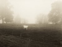Die Kuh im Nebel am Rhein  Pentax 645N, 2.8/75, Gelbfilter, Fuji Acros 100@50