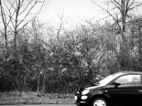 Blüten und Frau im Fiat  Pentax K-1, HD Pentax D FA 2.8/24-70 ED SDM WR  - 05.April 2018 - : Auto, Bäume, Blüte, Fiat, Straße, Strauch