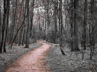 Weg von der Straße, ab durch den Wald  Pentax K-1, HD Pentax D FA 2.8/24-70 ED SDM WR  - 05.April 2018 - : Bäume, Krähe, Regen, Wald, Weg