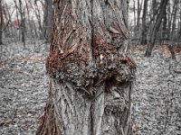 Vom Alter gezeichnet  Pentax K-1, HD Pentax D FA 2.8/24-70 ED SDM WR  - 05.April 2018 - : Baum, Baumrinde, Wald