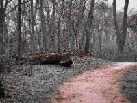 Weg  Pentax K-1, HD Pentax D FA 2.8/24-70 ED SDM WR  - 05.April 2018 - : Bäume, Regen, Wald, Weg