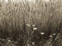 Korn und Mohn  Pentax 645N, SMC A 2.8/45, Gelbfilter, Ilford Delta 100 pro @64