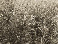 Sonnenblume im Kornfeld  Pentax 645N, SMC A 2.8/45, Gelbfilter, Ilford Delta 100 pro @64