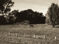 Allein auf der Weide  Pentax SuperA, SMC M 2.8/40, Gelbfilter, Bergger Pancro 400@320