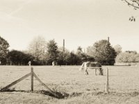 Pferdeweide Landschaftspark Nord  Pentax SuperA, SMC M 2.8/40, Gelbfilter, Bergger Pancro 400