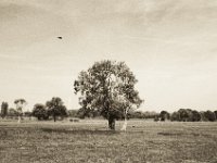 Baumlandschaft  Pentax SuperA, SMC M 2.8/40, Gelbfilter, Bergger Pancro 400
