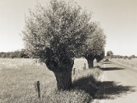 Heimwärts an den Kopfweiden vorbei  Pentax 645N, SMC A 2.8/45, Gelbfilter, Fuji Acros @50  - 07.05.2018 -