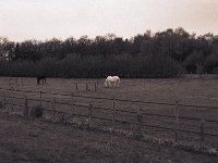 Brauner und Schimmel  Pentax MZ-S, SMC FA  1.9/43 Limited, Bergger Pancro 400