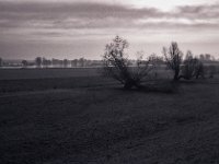 Weiden im Morgenlicht  Pentax LX, SMC 2.8/40; Adox Silvermax 100