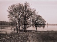 Baumgruppe mit Hochsitz  Pentax LX, SMC 2.8/40; Adox Silvermax 100