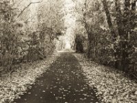 Herbstweg  Pentax MZ-S, SMC FA  1.9/43 Limited, Delta100pro @64
