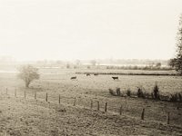 Dunstiger Morgen  Pentax MZ-S, SMC FA  1.9/43 Limited, Delta100pro @64