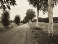 Birkenallee  Pentax K-1, smc PENTAX-FA 31mm F1.8 AL Limited  -09.September 2018 - : Bäume, Birke, Landschaft, Straße