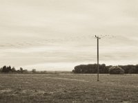 Telegrafenmast mit Gästen  Pentax K-1, smc PENTAX-FA 31mm F1.8 AL Limited  -09.September 2018 - : Bäume, Felder, Landschaft, Telegrafenmast, Vögel