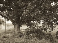 Die alte Eiche am Radweg  Pentax K-1, smc PENTAX-FA 31mm F1.8 AL Limited  -09.September 2018 - : Bäume, Eiche, Fahrradweg, Felder, Landschaft, Schilder