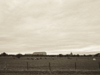 Blick Richtung Xantener Dom  Pentax K-1, smc PENTAX-FA 31mm F1.8 AL Limited  -09.September 2018 - : Bäume, Dom, Felder, Kühe, Landschaft, Xanten