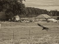 Krähenbegleitung  Pentax K-1, smc PENTAX-FA 77mm F1.8 Limited  -09.September 2018 - : Bäume, Felder, Krähe, Landschaft, Vögel