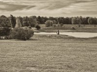 Rheinauenland  Pentax K-1, smc PENTAX-FA 77mm F1.8 Limited  -09.September 2018 - : Bäume, Landschaft, Rheinwiesen, Schafe, Wasser