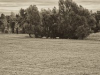 Rheinauenland  Pentax K-1, smc PENTAX-FA 77mm F1.8 Limited  -09.September 2018 - : Bäume, Landschaft, Schafe