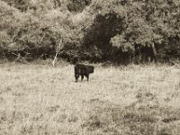 Stier am Waldrand IV  Pentax K-1, smc PENTAX-FA 77mm F1.8 Limited  -09.September 2018 - : Auerochse, Bäume, Felder, Kuh, Landschaft, Weide