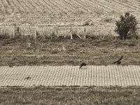 Krähenbegleitung  Pentax K-1, smc PENTAX-FA 77mm F1.8 Limited  -09.September 2018 - : Felder, Krähe, Landschaft, Vögel, Weg