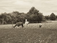 Alpakas und Schaf  Pentax K-1, smc PENTAX-FA 77mm F1.8 Limited  -09.September 2018 - : Alpaka, Landschaft, Weide