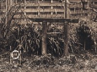 Sternchen ruht am Torii  Pentax 67II, SMC 4.0/300, Bergger Pancro 400@640