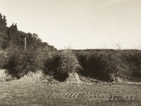 Spargelfeld  Pentax 645N, SMC FA 2.8/45, Bergger Pancro 400@200