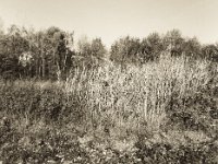 Vielfalt  Pentax 645N, SMC FA 2.8/45, Bergger Pancro 400@200