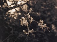 Kirschblüten im Garten  Pentax 645N, 2.8/75, Gelbfilter, Bergger Pancro 400