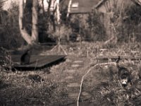 Im Garten ...  Contax Aria, Planar 1.4/50, Gelbfilter, Adox Silvermax 100  - 14.03.2018 -