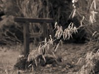 Bambus und Torii  Contax Aria, Planar 1.4/50, Gelbfilter, Adox Silvermax 100  - 14.03.2018 -