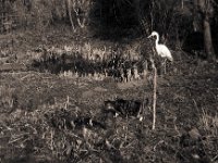 ... am Teich  Contax Aria, Planar 1.4/50, Gelbfilter, Adox Silvermax 100 - 14.03.2018 -