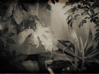 Aralienblatt  Pentax K1, SMC FA 1.9/43 Limited  - 15.03.2018 - : Aralienblatt, Keller, Pflanzen
