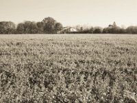 Rapsfeld  Pentax K-1, smc PENTAX-FA 43mm F1.9 Limited  - 17.November 2018 - : Felder, Landschaft, Mühle, Raps