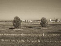 Blick auf die Weseler Rheinfront  Pentax K-1, smc PENTAX-FA 43mm F1.9 Limited  - 17.November 2018 - : Bäume, Fluss, Herbst, Landschaft, Rheinwiesen, Wesel
