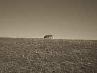 Die rotbraune Kuh hinterm Deich  Pentax K-1, smc PENTAX-FA 43mm F1.9 Limited  - 17.November 2018 - : Kuh, Landschaft, Rheindeich