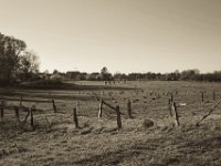 Wildgänse und Kühe  Pentax K-1, smc PENTAX-FA 43mm F1.9 Limited  - 17.November 2018 - : Herbst, Kühe, Landschaft, Landwirtschaft, Weide, Wildgänse