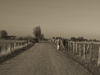 Er fotografiert, sie schaut zu  Pentax K-1, smc PENTAX-FA 43mm F1.9 Limited  - 17.November 2018 - : Auto, Bislicher Insel, Fotograf, Landschaft, Straße, Weide, Weidenzaun