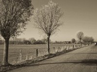 Radfahrer auf der Bislicher Insel  Pentax K-1, smc PENTAX-FA 43mm F1.9 Limited  - 17.November 2018 - : Bislicher Insel, Fahrrad, Herbst, Kopfweide, Landschaft, Straße, Weidenzaun