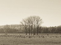 Wildgänse  Pentax K-1, smc PENTAX-FA 43mm F1.9 Limited  - 17.November 2018 - : Bislicher Insel, Herbst, Landschaft, Weide, Wildgänse