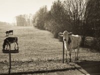 Die freundliche Kuh  Pentax K-1, smc PENTAX-FA 43mm F1.9 Limited  - 17.November 2018 - : Bäume, Bislicher Insel, Herbst, Kuh, Landschaft, Landwirtschaft, Weide